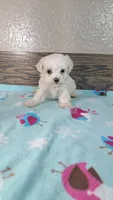 Fritz , a male Maltese for sale in New Haven, IN – 1 of 2