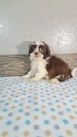 Cooper, a male Shihpoo for sale in New Haven, IN – 3 of 3