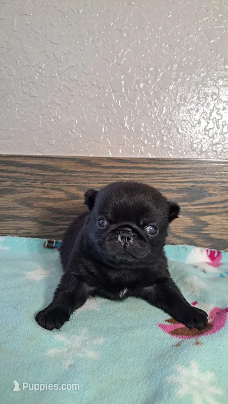 Sheila  – Pug puppy for sale in New Haven, IN