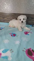 Diamond , a female Maltese for sale in New Haven, IN – 1 of 2