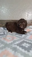 Bella , a female Shihpoo for sale in New Haven, IN – 2 of 3