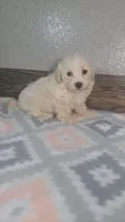 Skippy, a male Maltipoo for sale in New Haven, IN – 2 of 2
