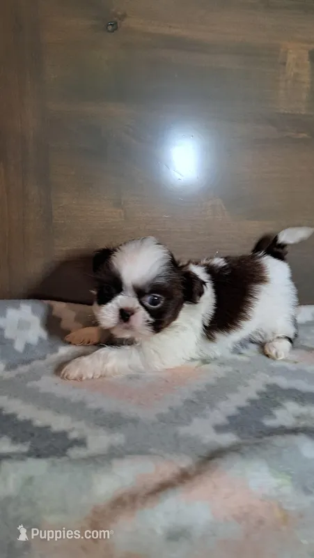 Duke – Shih Tzu puppy for sale in New Haven, IN