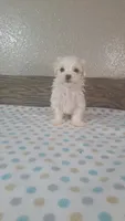 Blitz, a male Maltese for sale in New Haven, IN – 3 of 3