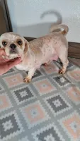 Malu, a female Shih Tzu for sale in New Haven, IN – Photo 1 of 2