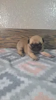 Shelly , a female Pug for sale in New Haven, IN – 3 of 3