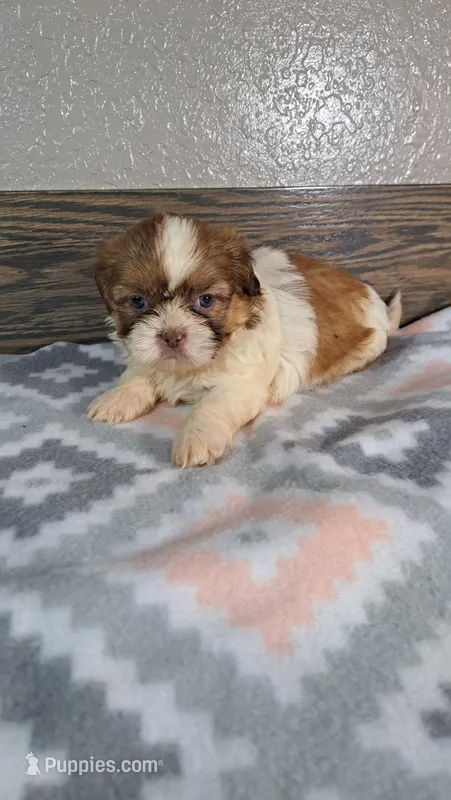 Shiloh  – Shih Tzu puppy for sale in New Haven, IN