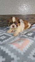 Shiloh , a female Shih Tzu for sale in New Haven, IN – 1 of 2