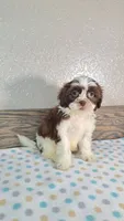Cooper, a male Shihpoo for sale in New Haven, IN – 2 of 3
