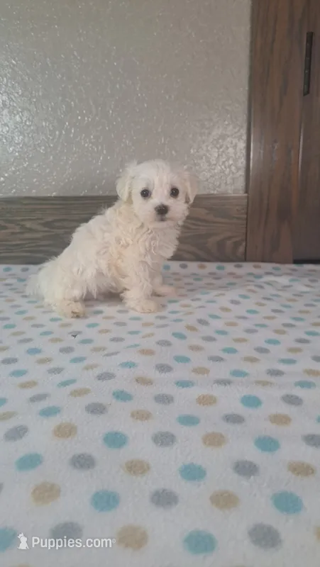 Fritz – Maltese puppy for sale in New Haven, IN