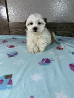Topper , a male Mal Shi for sale in New Haven, IN – 1 of 4