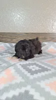 Daisy , a female Shihpoo for sale in New Haven, IN – 2 of 3