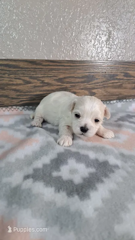 George  – Maltese puppy for sale in New Haven, IN