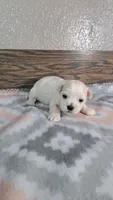 George , a male Maltese for sale in New Haven, IN – 1 of 2