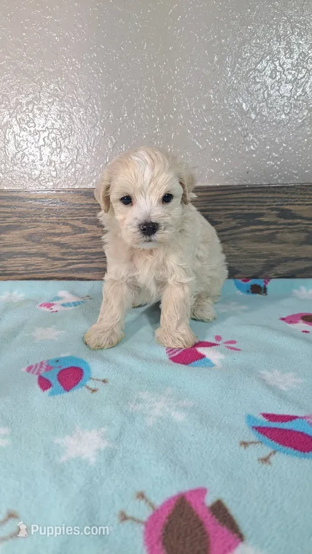 Champ – Maltipoo puppy for sale in New Haven, IN