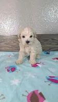Champ, a male Maltipoo for sale in New Haven, IN – 1 of 3