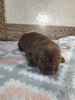 Grace AKC, a female Labrador Retriever for sale in New Haven, IN – 2 of 2