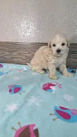 Champ, a male Maltipoo for sale in New Haven, IN – 2 of 3
