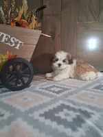 Tori, a female Shih Tzu for sale in New Haven, IN – 2 of 2