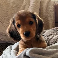 Finn, a male Miniature Dachshund for sale in Camano Island, WA – Photo 2 of 3