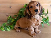 Finn, a male Miniature Dachshund for sale in Camano Island, WA – Photo 1 of 3