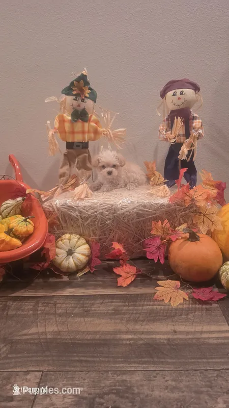 Little man – Yorkipoo puppy for sale in Saint Helena Island, SC