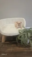 Little man, a male Yorkipoo for sale in Saint Helena Island, SC – 3 of 9
