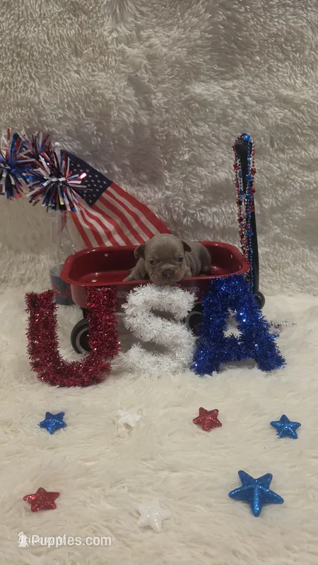 Akc girl 1 – French Bulldog puppy for sale in Saint Helena Island, SC