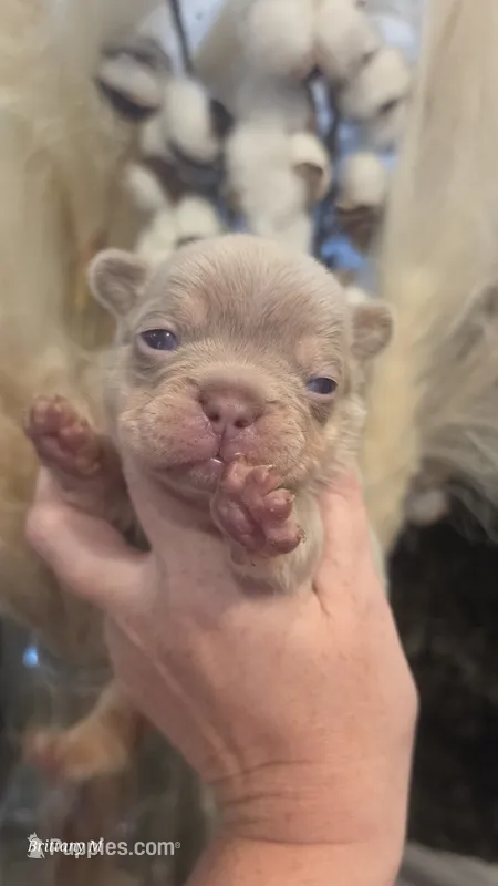 Akc boys 2 – French Bulldog puppy for sale in Saint Helena Island, SC
