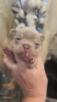 Akc boys 2, a male French Bulldog for sale in Saint Helena Island, SC – 6 of 8