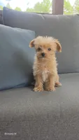 Apricot boy, a male Yorkipoo for sale in Saint Helena Island, SC – 3 of 10