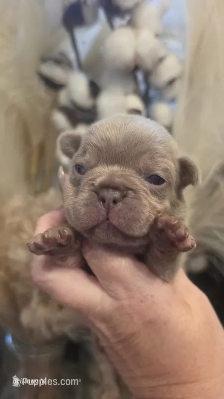 Akc girl 3 – French Bulldog puppy for sale in Saint Helena Island, SC