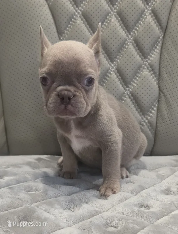 Akc girl 3 – French Bulldog puppy for sale in Saint Helena Island, SC