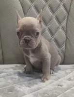 Little lady , a female French Bulldog for sale in Saint Helena Island, SC – 1 of 9