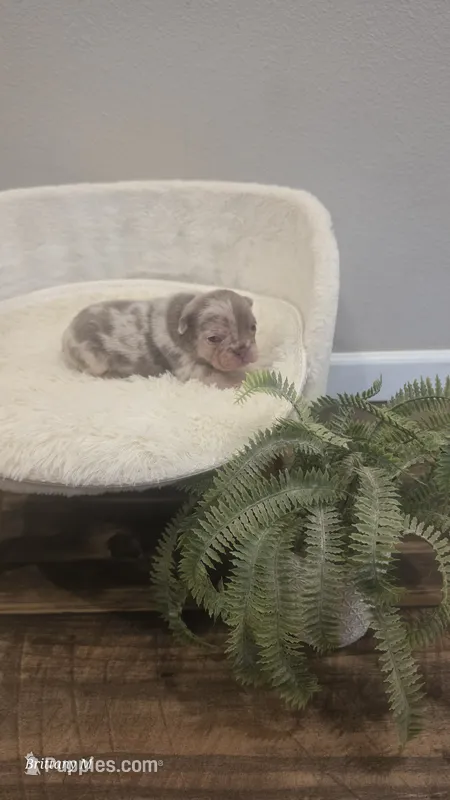 Akc girl 4 – French Bulldog puppy for sale in Saint Helena Island, SC