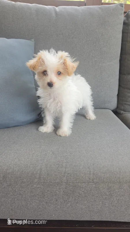 Parti boy  – Yorkipoo puppy for sale in Saint Helena Island, SC