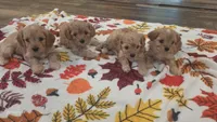 Cavapoo 2, a female Cavapoo for sale in Saint Helena Island, SC – 2 of 5