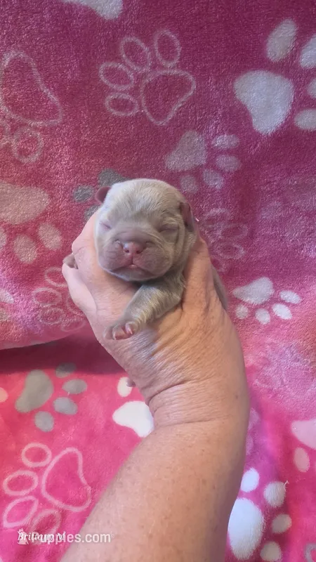 Akc girl 3 – French Bulldog puppy for sale in Columbia, SC