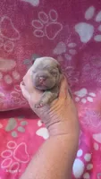 Akc girl 3, a female French Bulldog for sale in Columbia, SC – 1 of 2