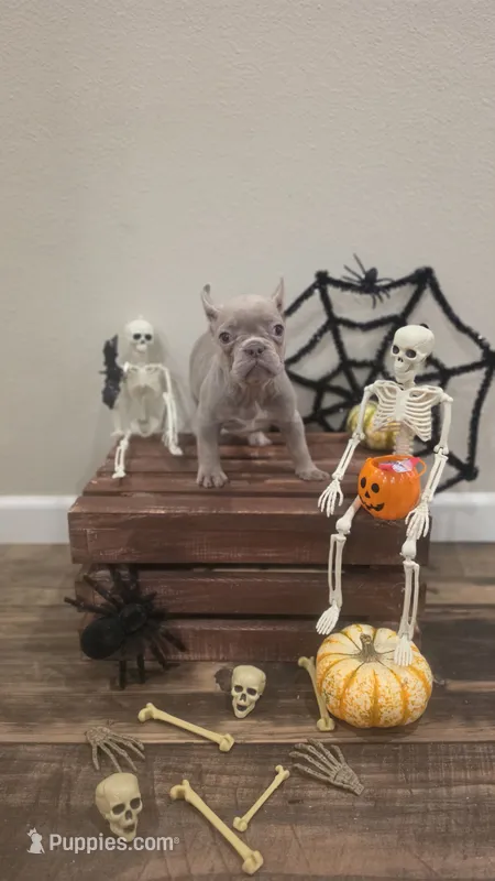 Little lady  – French Bulldog puppy for sale in Saint Helena Island, SC