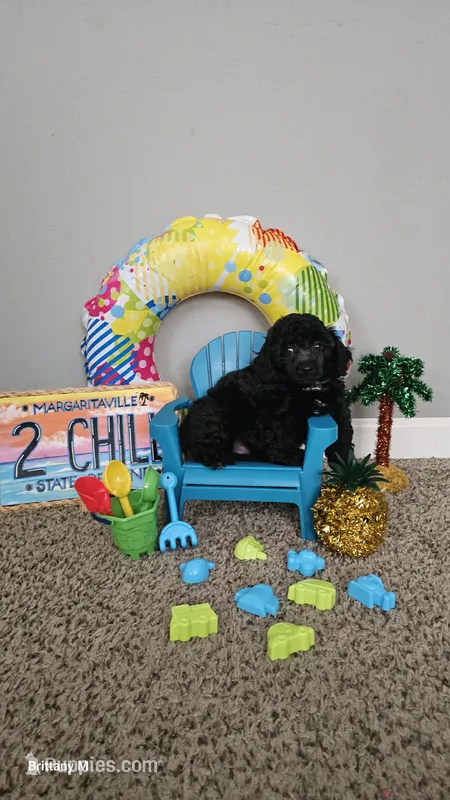 Drake – Poodle - Toy  puppy for sale in Lexington, SC