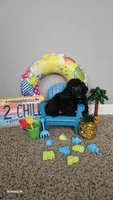  Ckc Drake, a male Poodle - Toy  for sale in Lexington, SC – Photo 2 of 10