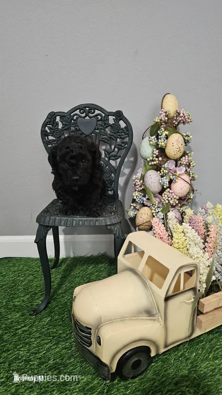 Drake – Poodle - Toy  puppy for sale in Lexington, SC