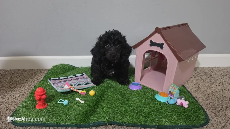  Ckc Drake – Poodle - Toy  puppy for sale in Lexington, SC