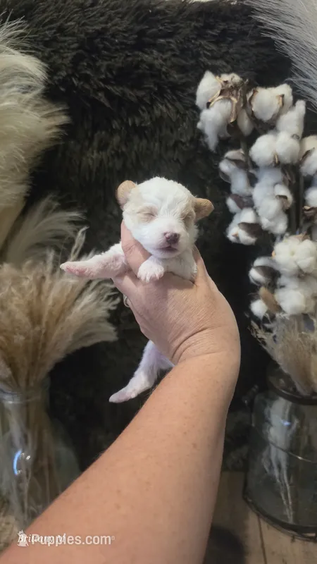 Parti boy  – Yorkipoo puppy for sale in Columbia, SC