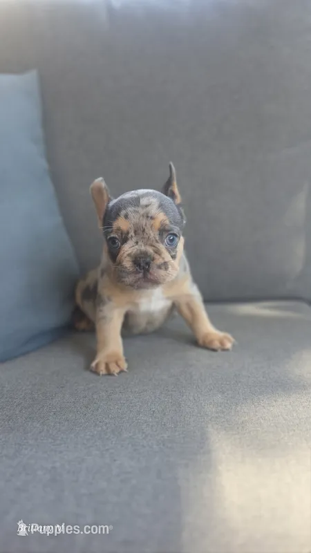 Akc boys 1 – French Bulldog puppy for sale in Saint Helena Island, SC