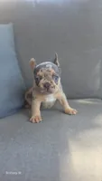 Akc boys 1, a male French Bulldog for sale in Saint Helena Island, SC – 2 of 8