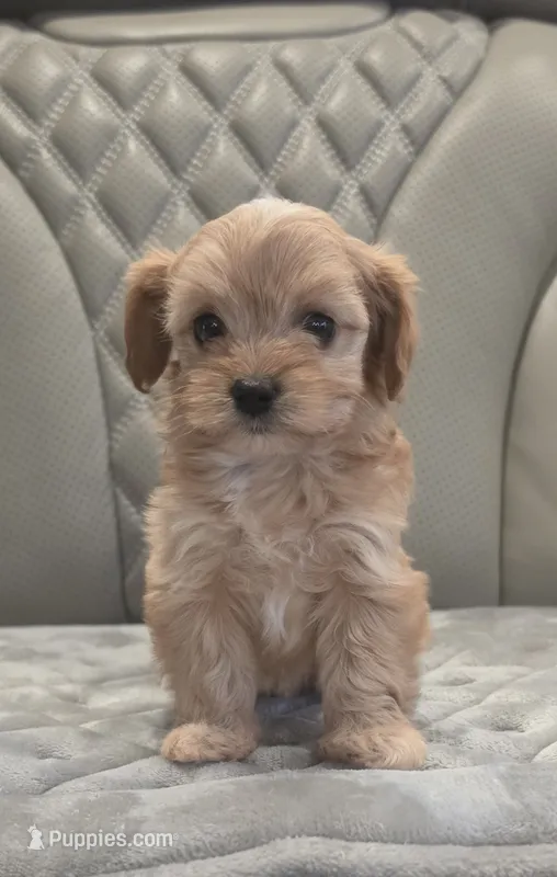 Cavapoo 1 – Cavapoo puppy for sale in Saint Helena Island, SC