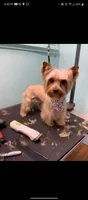 Boy, a male Yorkshire Terrier for sale in Lexington, SC – Photo 2 of 5