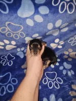 Boy, a male Yorkshire Terrier for sale in Lexington, SC – Photo 4 of 5